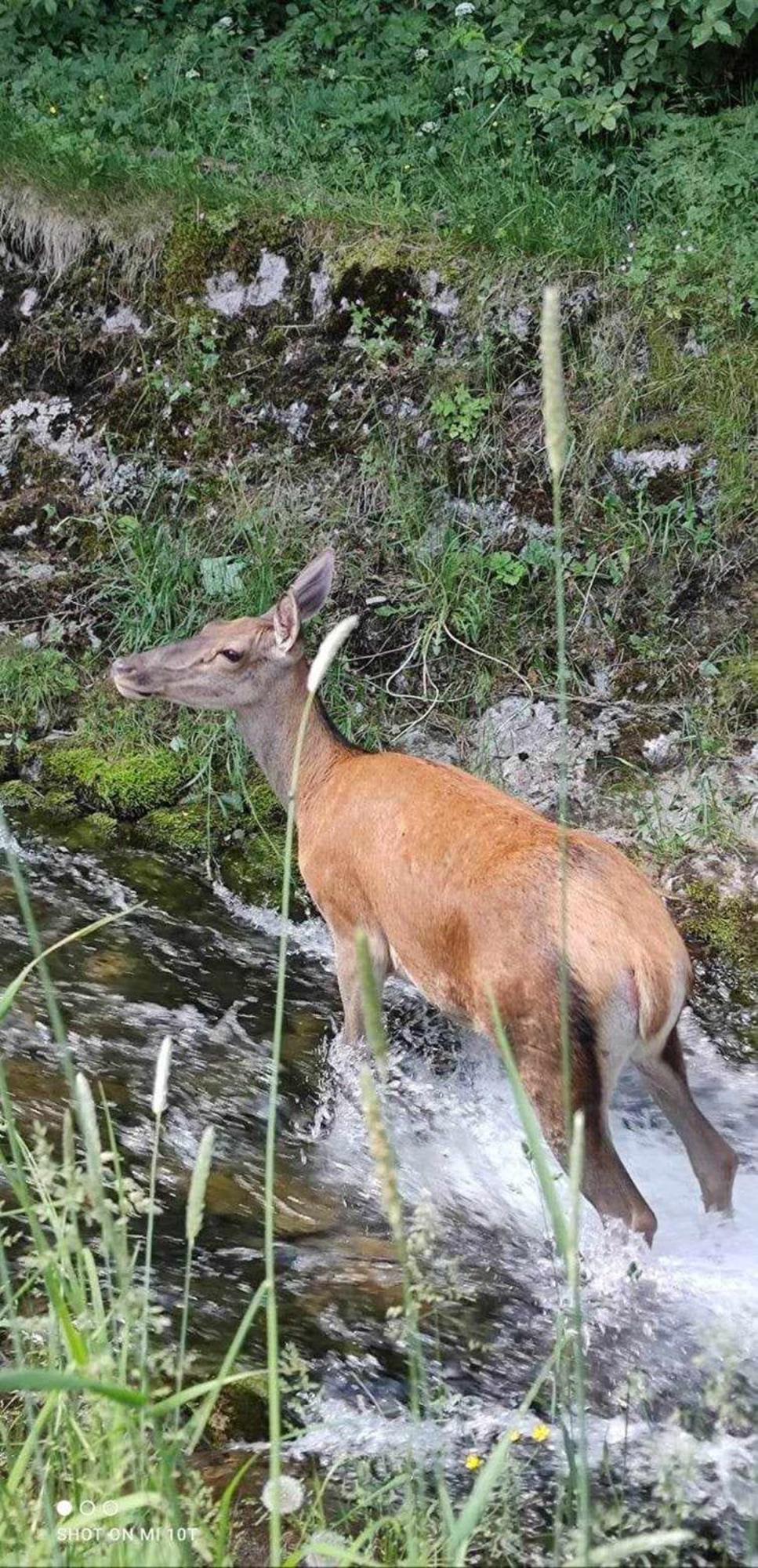 Willa Danielka Zakopane Exteriér fotografie