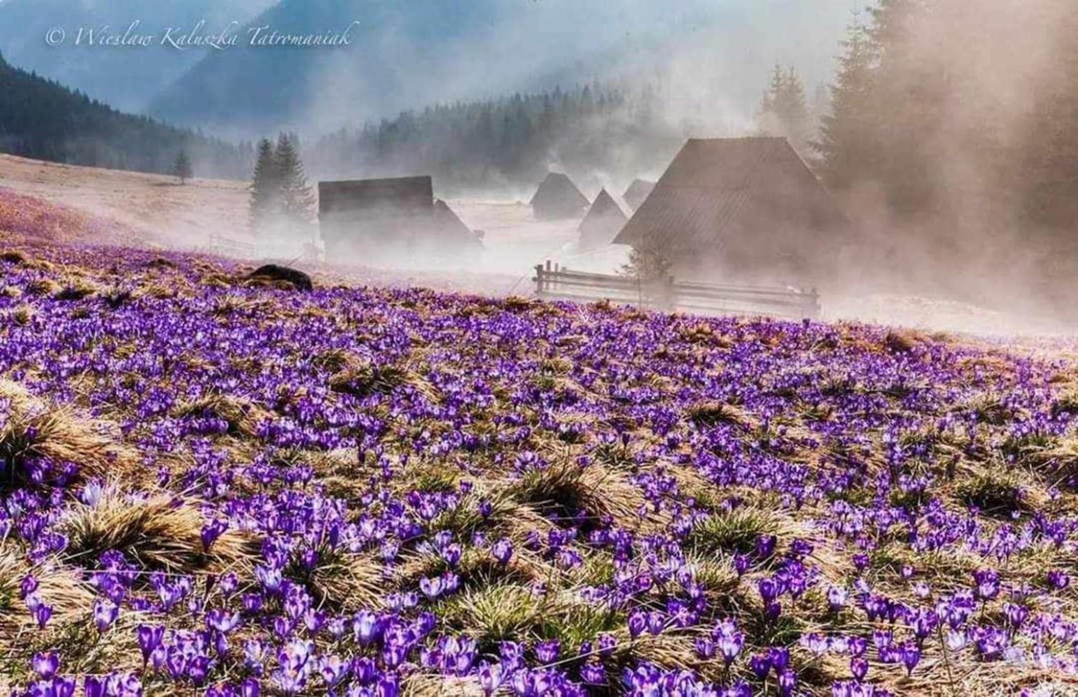 Willa Danielka Zakopane Exteriér fotografie